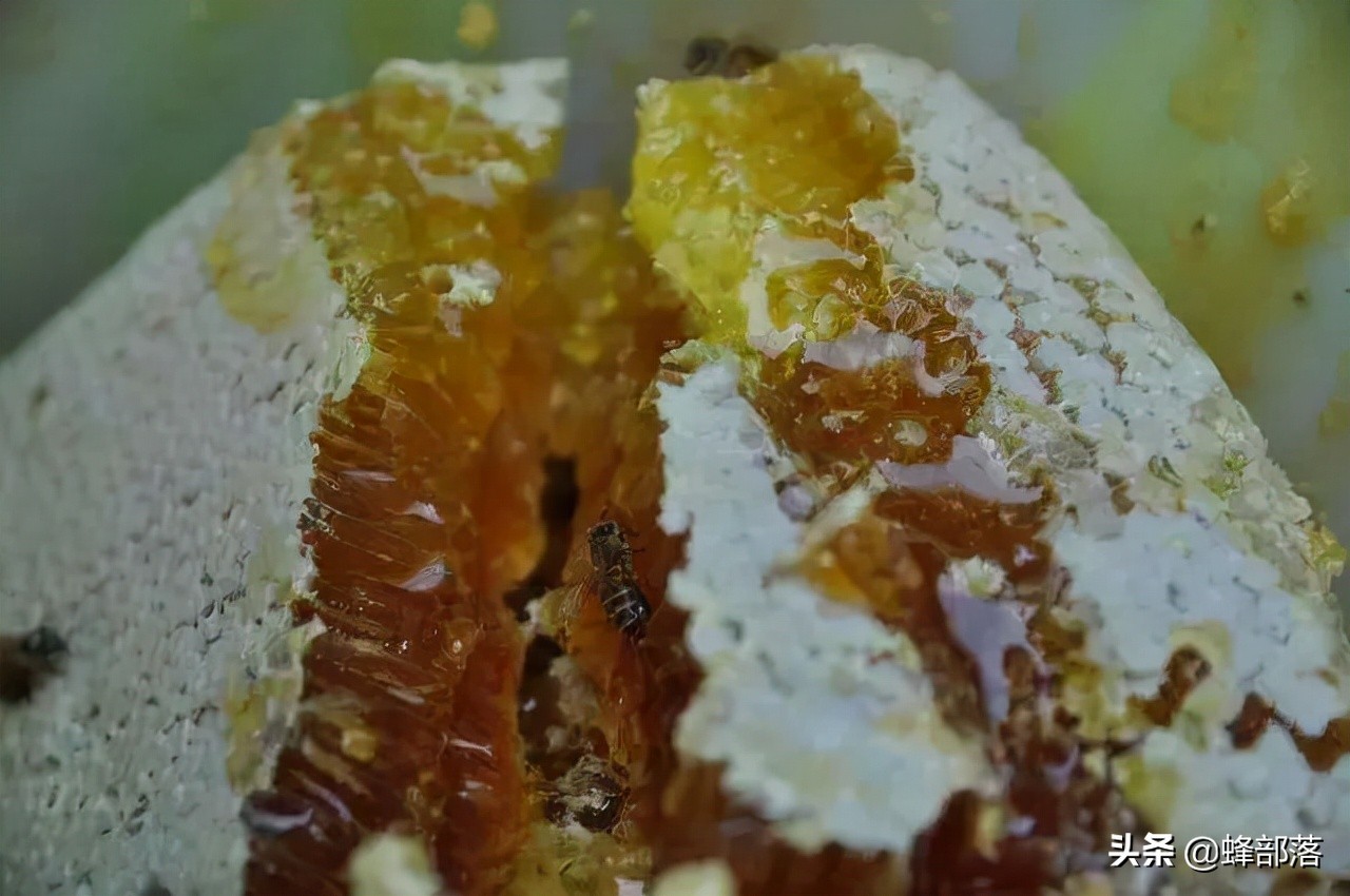 养蜂人蜂蜜产量,养蜂人新发明