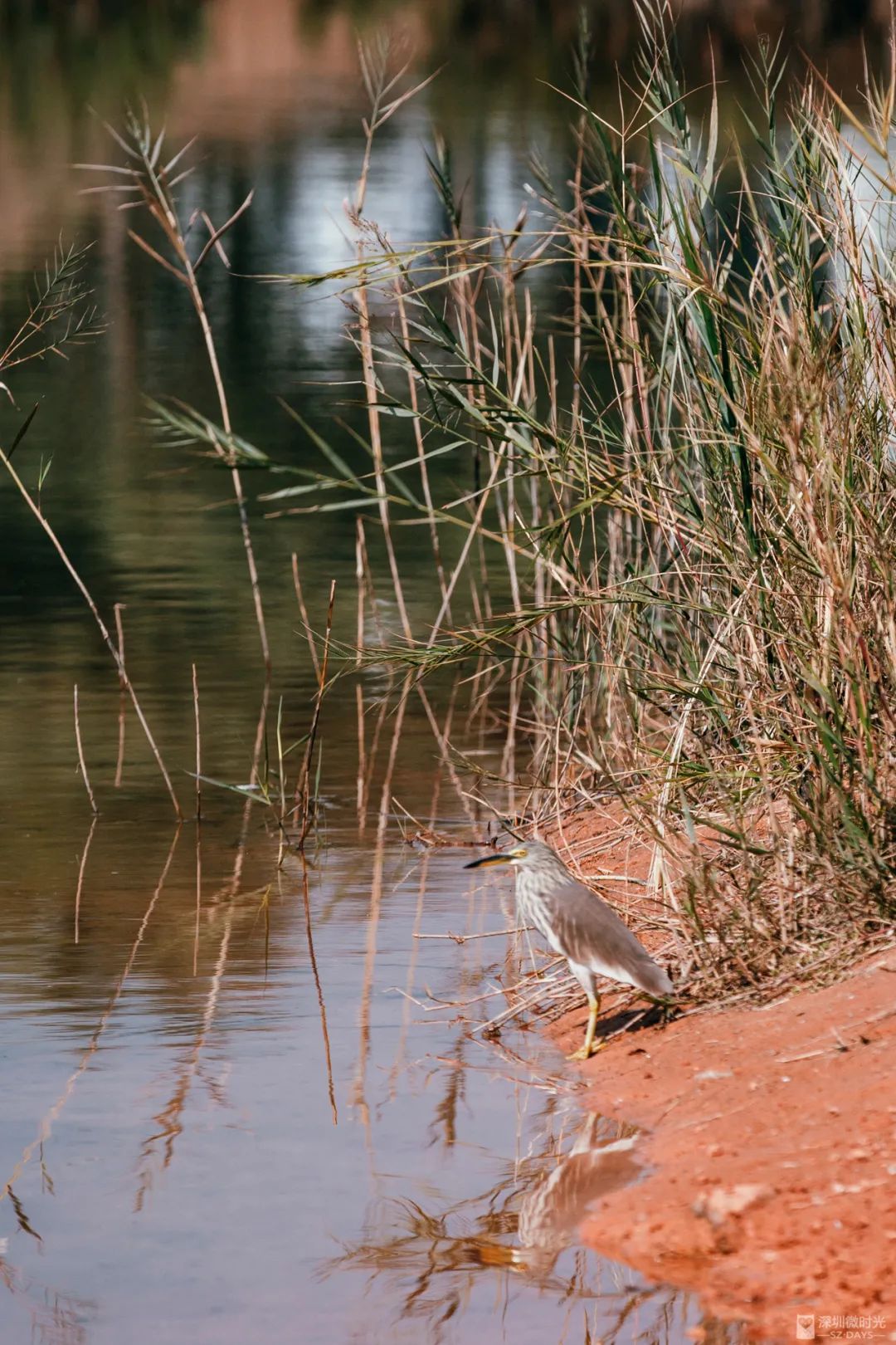深圳这些新开的公园太美了,深圳淘金山湖景花园