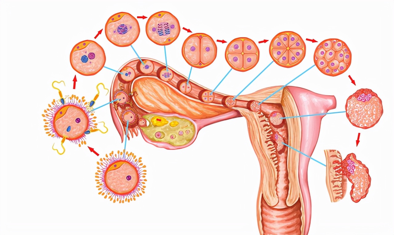 当精子与卵细胞相遇,当精子和卵子相遇后还会排卵吗