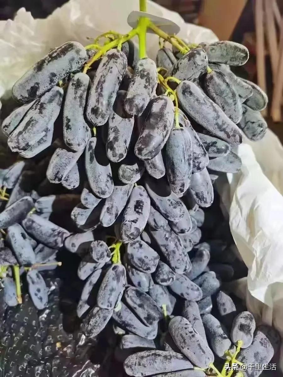 金手指葡萄提子,金手指蓝宝石葡萄无籽提子