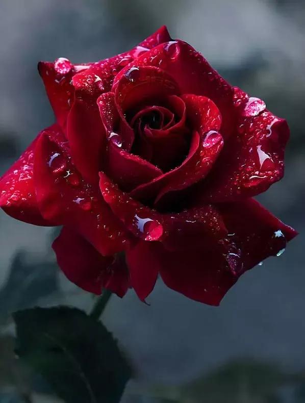 每个国家的国花分别都是哪些,你还知道有哪些国家的国花吗