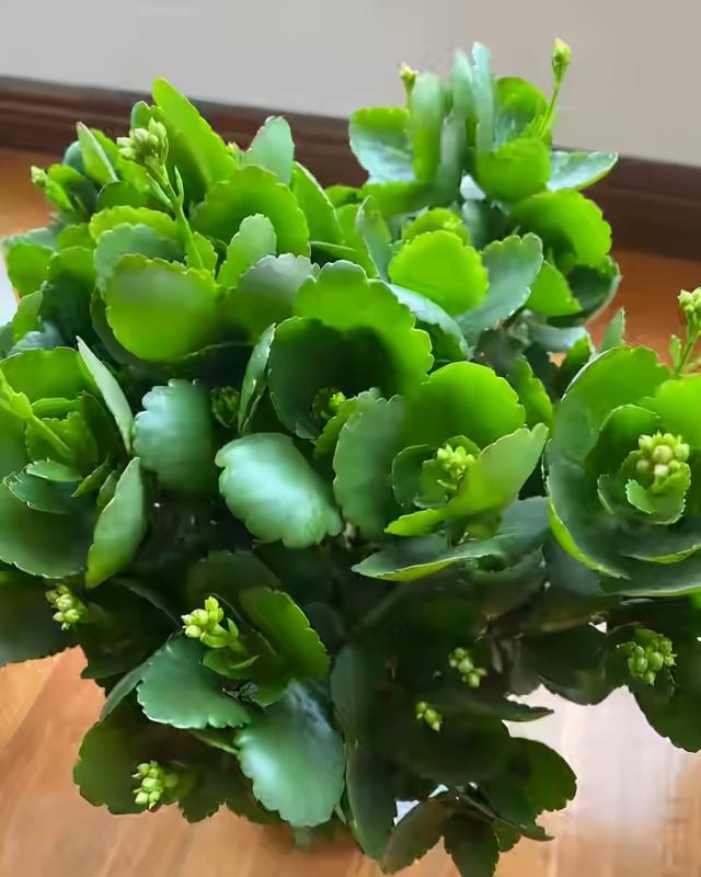 长寿花叶子小怎么处理,长寿花叶子小掉叶子是怎么回事