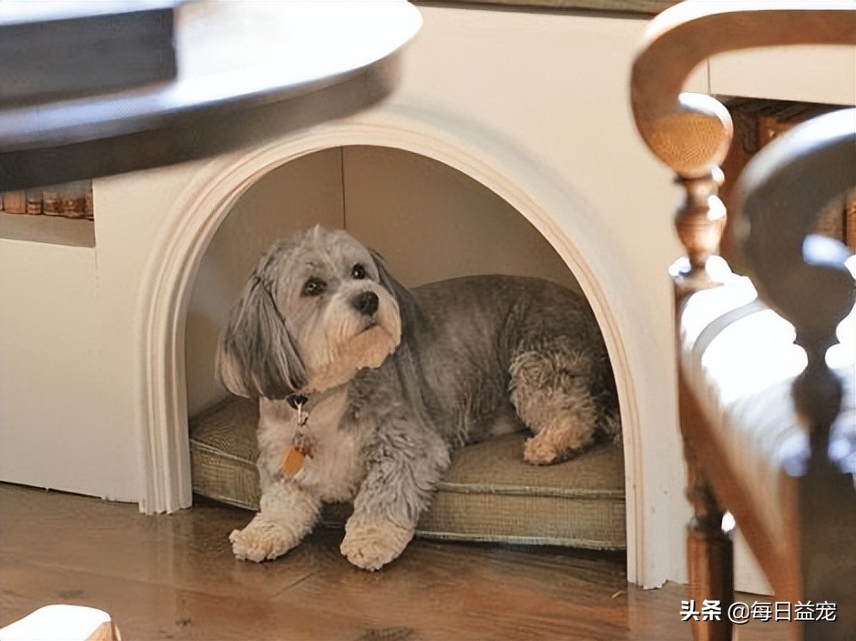 狗狗长时间在地板上走会有趴蹄,狗狗关节积液频繁出现