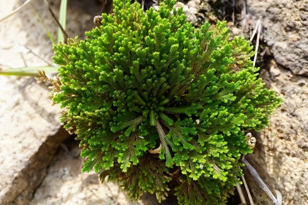 大气的花卉名字大全四个字,二字植物名字大全