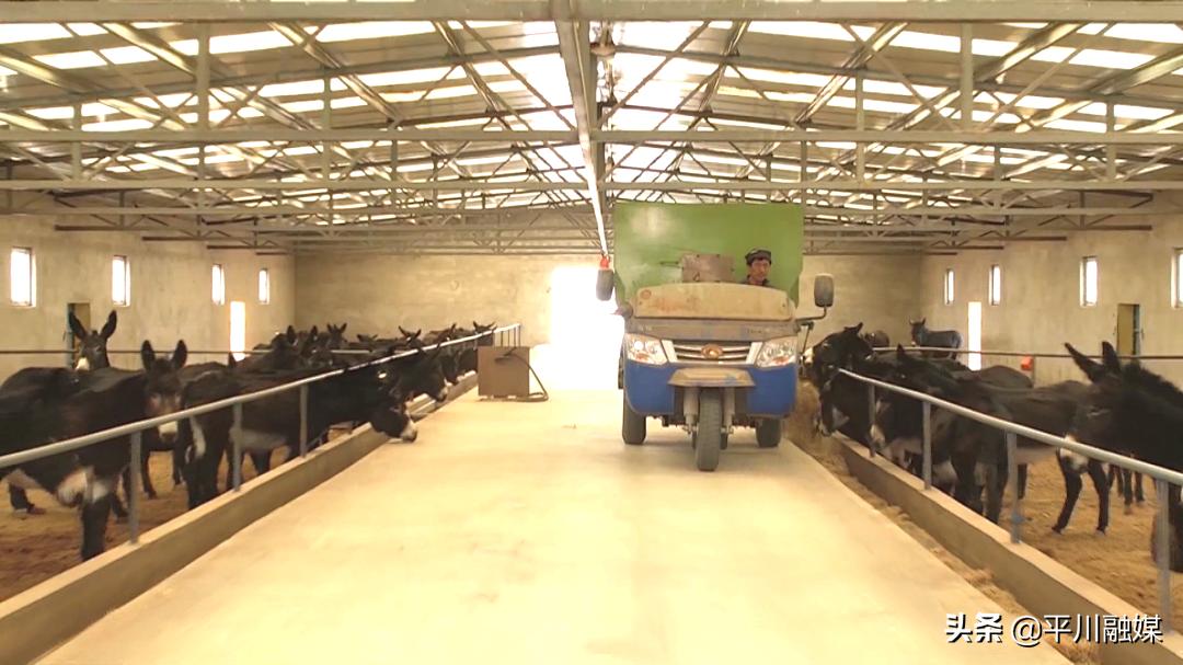 平川区黑驴基地,延链补链强链甘肃