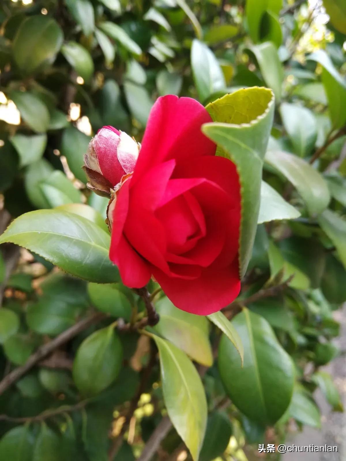 山茶花纯音乐,山茶花