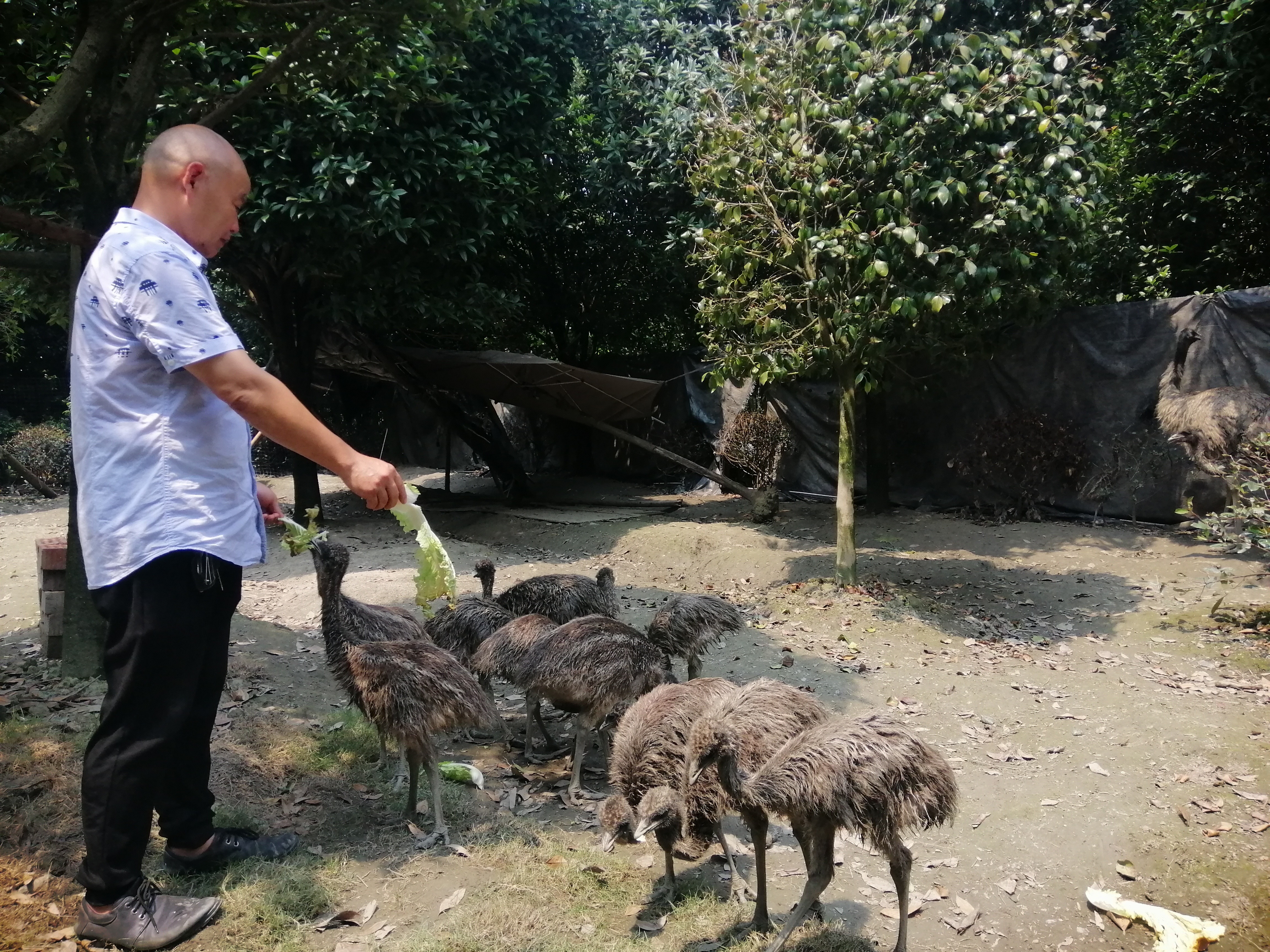 鸸鹋产业篇,鸸鹋生态农业