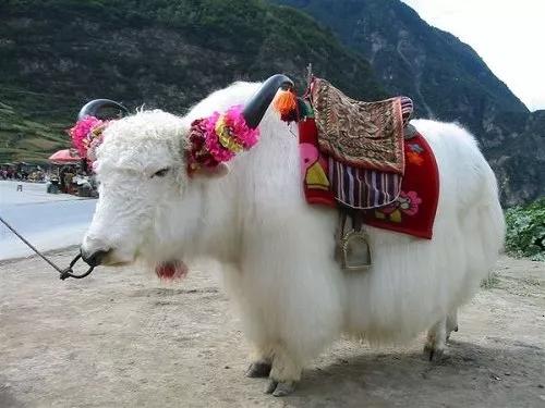 动物千姿百态,动物园的动物千姿百态