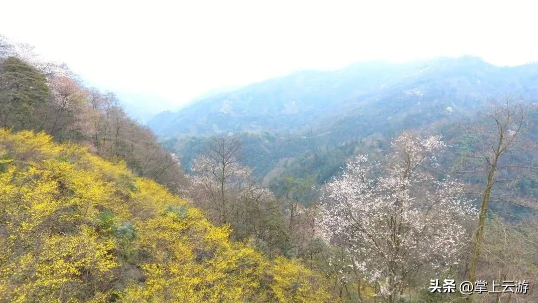 绿野春花,绵阳安州看花免费推荐