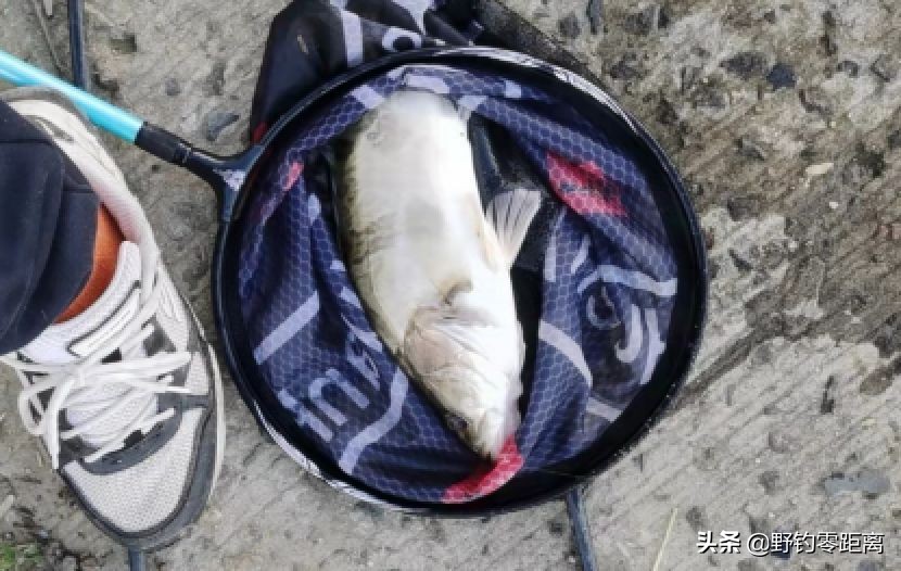 台钓如何钓到鳜鱼?不仅看缘分,还得碰运气