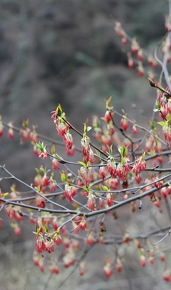 现代时尚生态木门风格,现代自然门