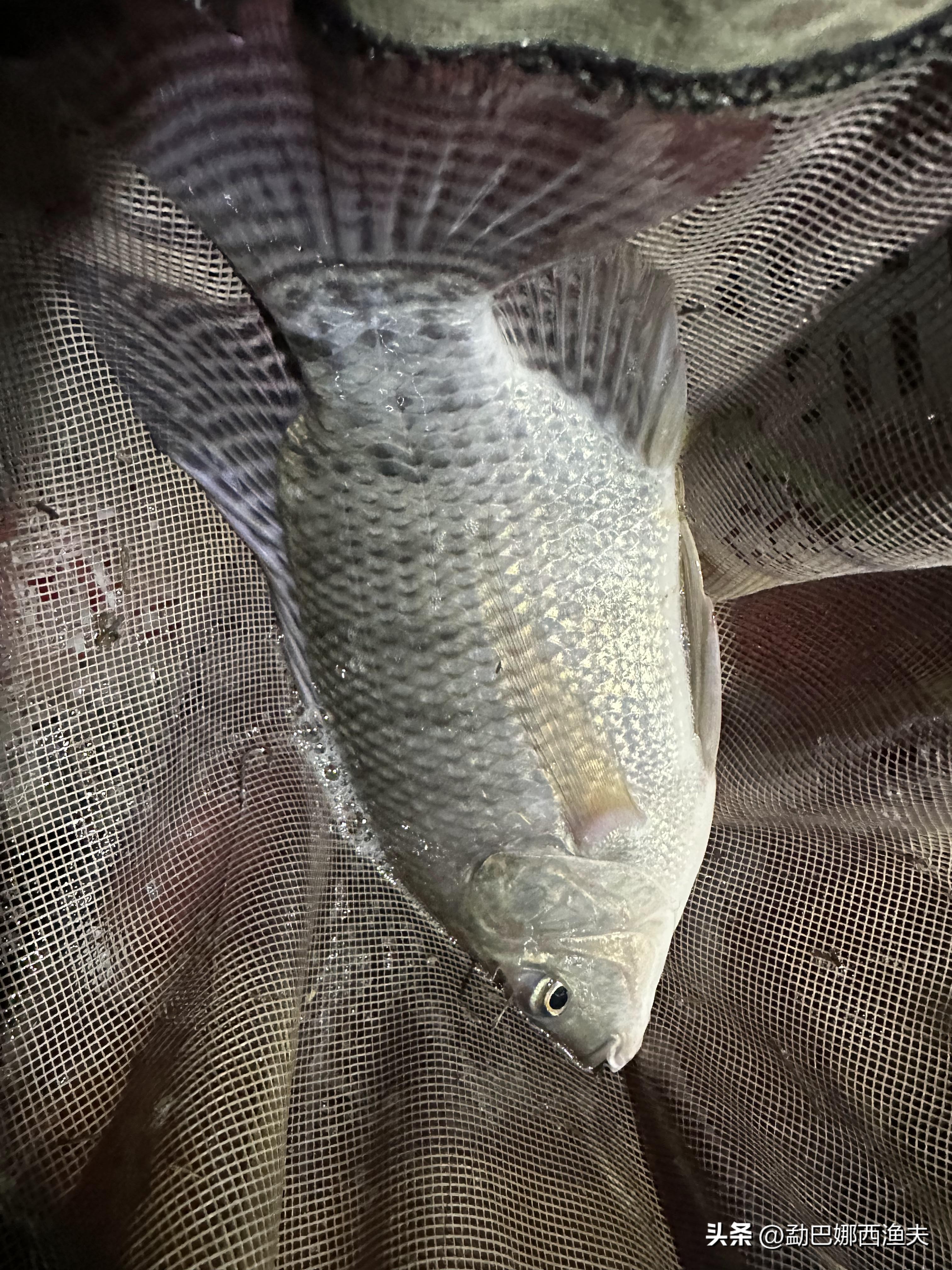 2020万峰湖野钓大罗非,万峰湖陇纳村野钓大罗非