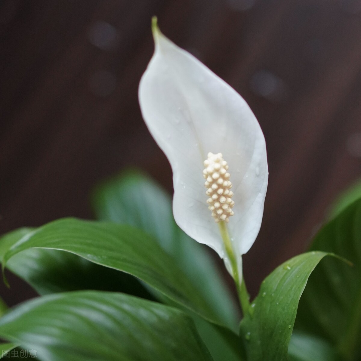 好养的植物小型图片和养殖方法,最好养的10种种植物