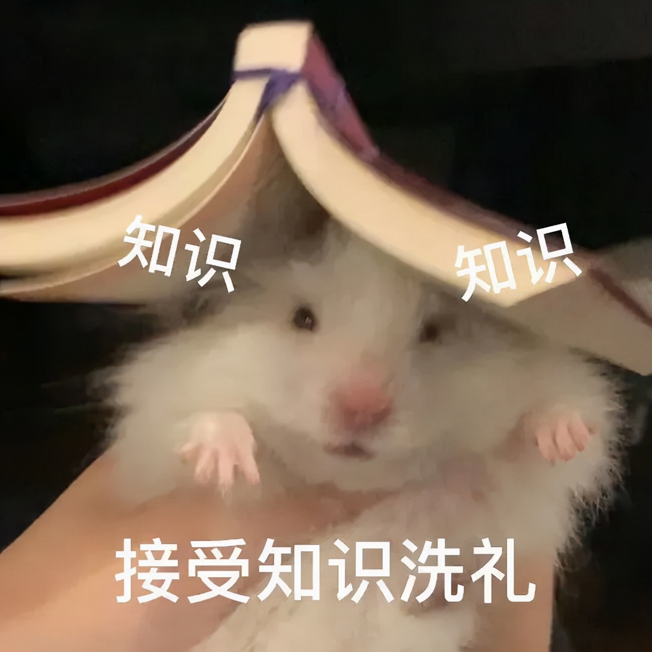 今年的网络热词,近期的网络热词有什么