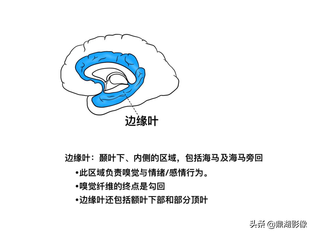 大脑皮层的解剖与定位,大脑解剖学习绘图笔记