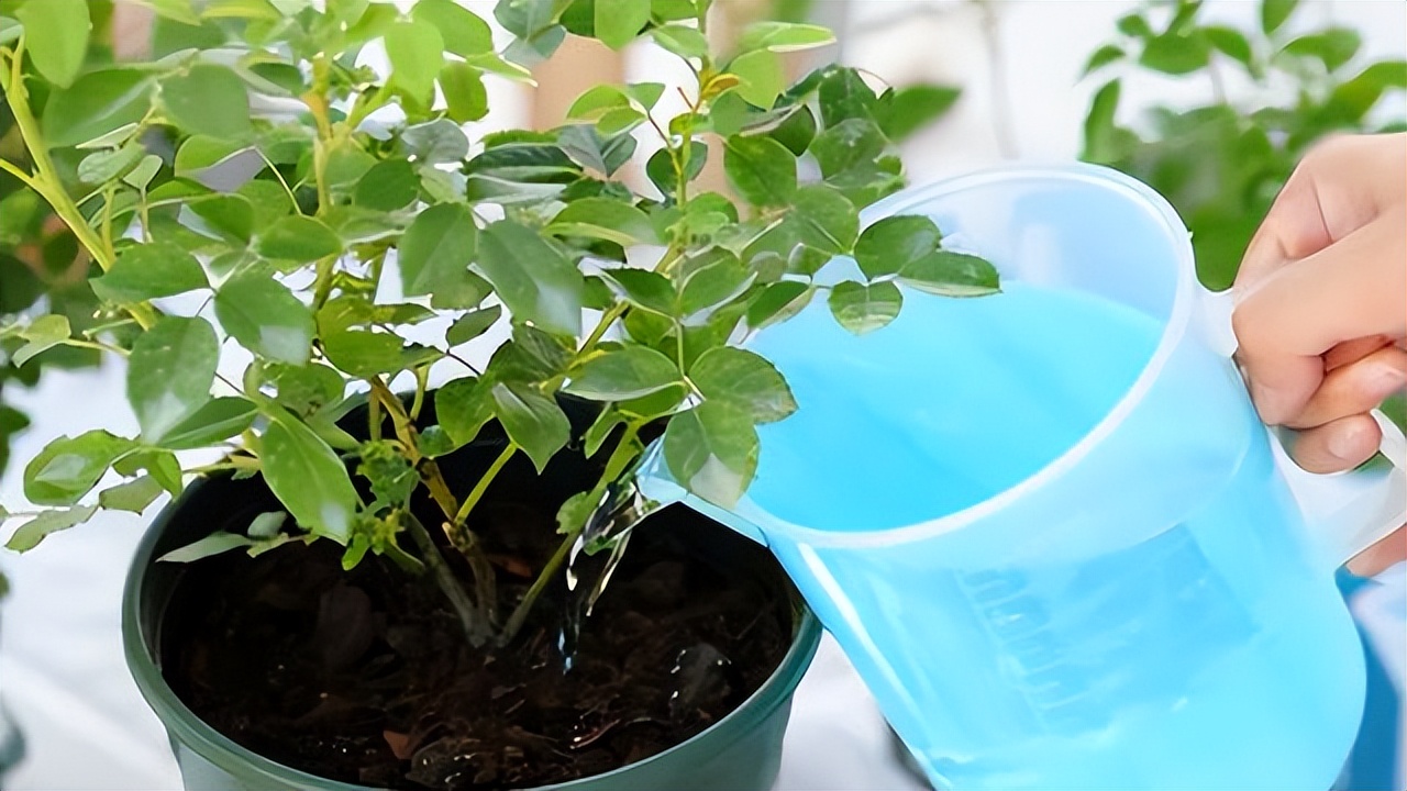 养花必买的有什么东西,养花必备的10件神器