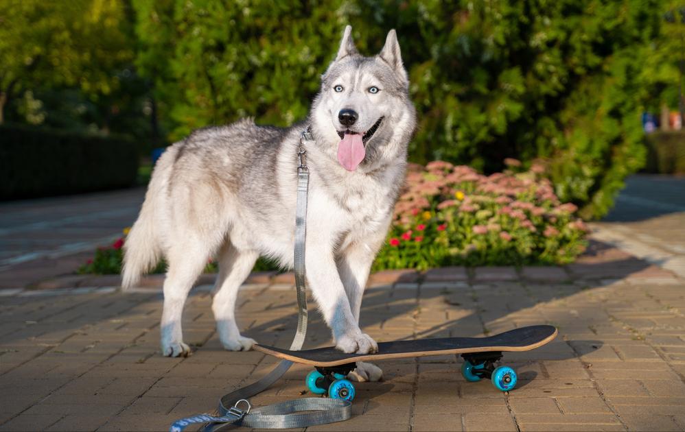 新手养狗千万别养哈士奇,是不是第一次养狗不要养哈士奇