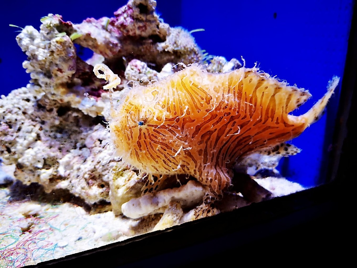 暑期档2019年,2019年暑期档