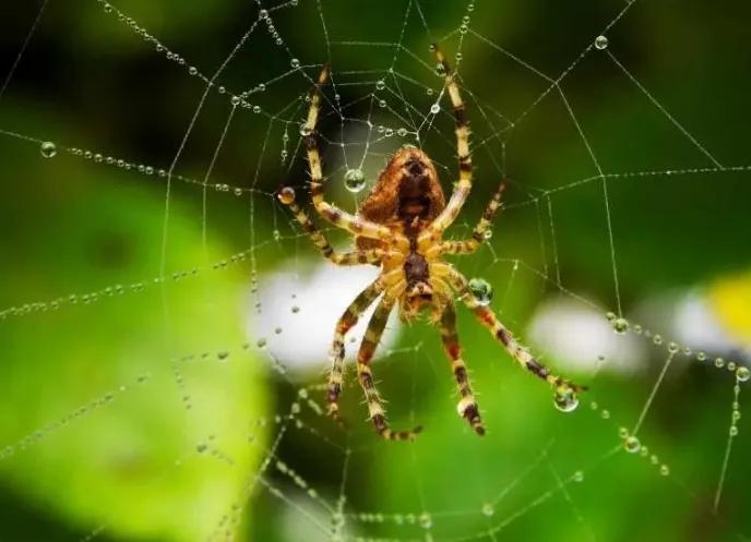 昆虫记研究过程的句子,昆虫记对万物的赞美句子