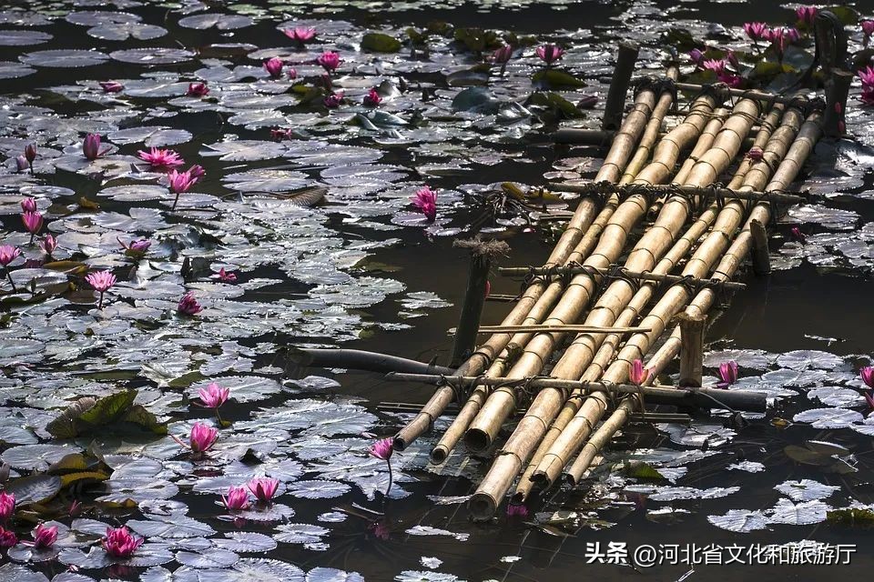 9首茶香弥漫的经典诗词值得一读,十首荷美诗词美醉了整个夏天