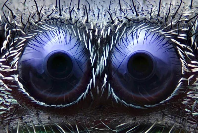 显微镜下的十大生物,显微镜下看到的各种不同样的生物