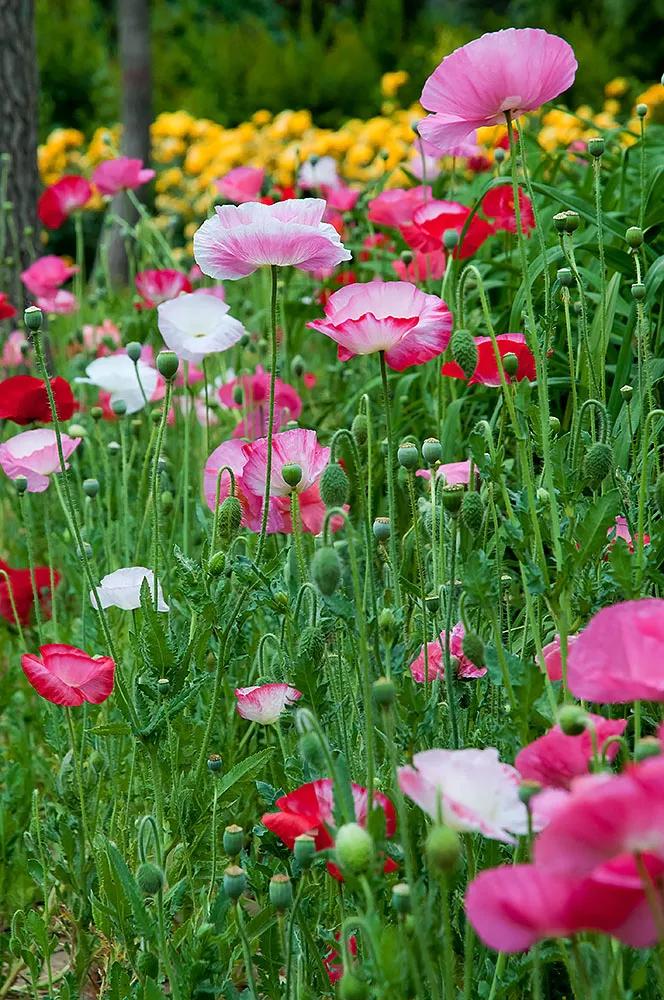 虞美人真的那么好用吗,虞美人香味好闻吗
