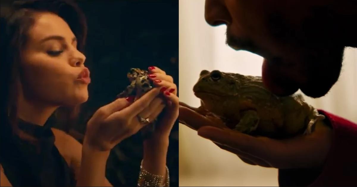 癞蛤蟆的毒有多可怕,癞蛤蟆毒素上瘾