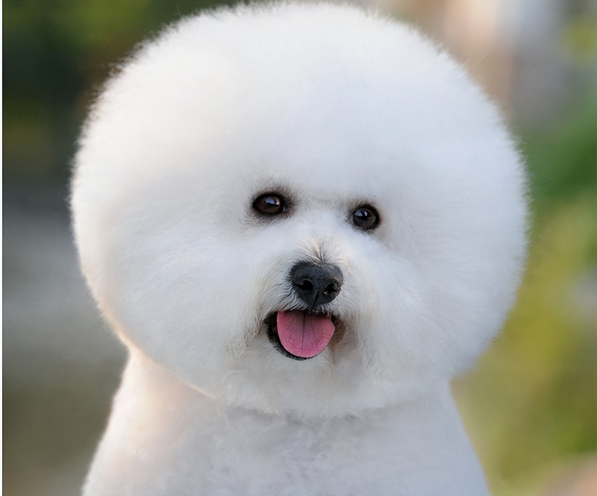 上班族适合养的狗,什么狗最合适小学生新手养也便宜