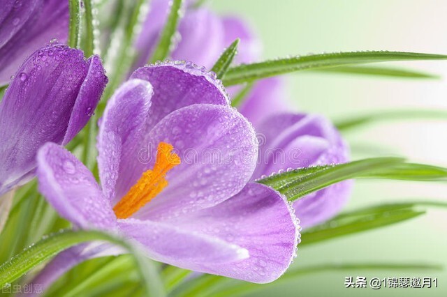 分享美图图片,紫罗兰花写实风图片