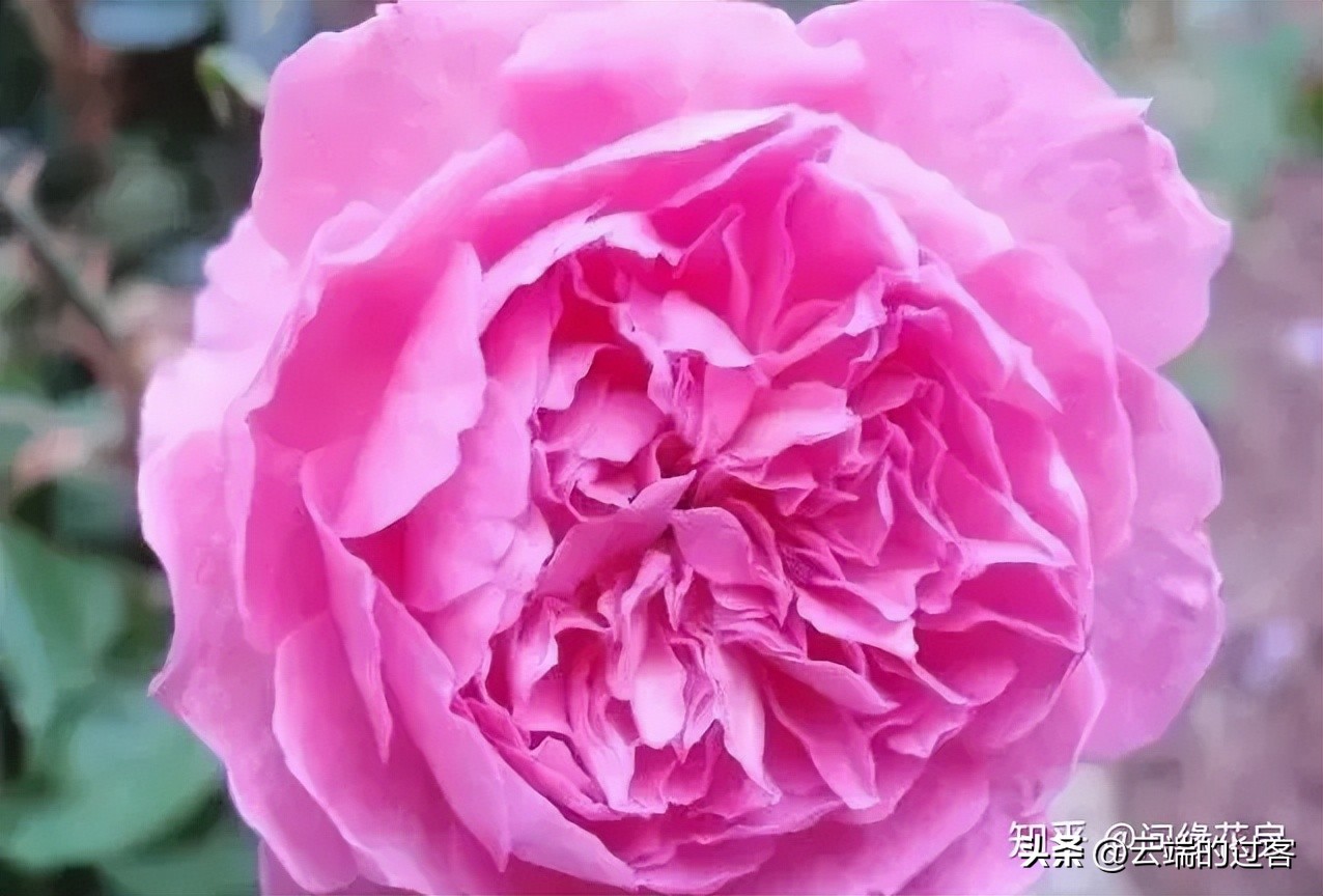 1到99朵玫瑰的含义图片,1到99朵玫瑰花语是什么