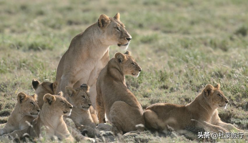 跟随“中国狮子王”，到坦桑看绝色非洲