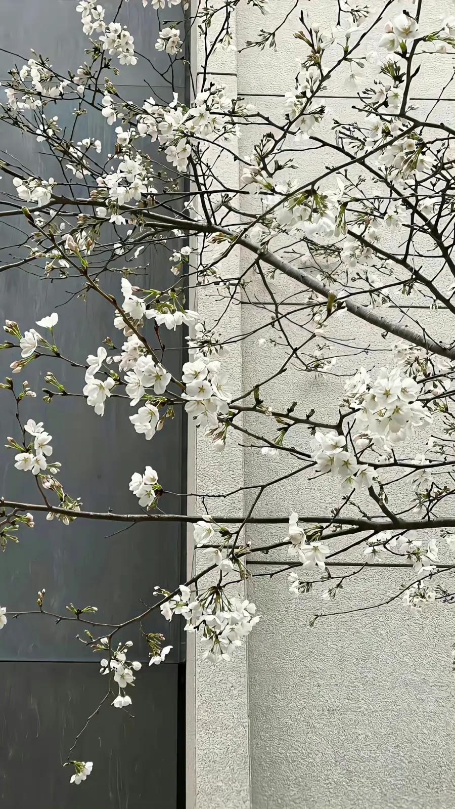 手机壁纸ins风夏日黑白,手机壁纸小清新绿色柠檬