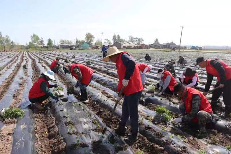 梅河口牛心顶镇：移栽蔬菜秧苗，种下增收“希望”