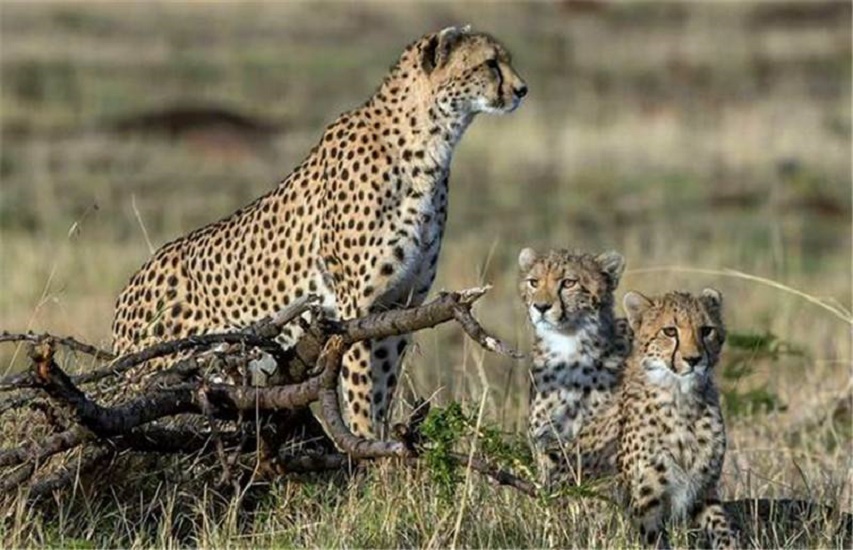 动物交配六亲不认,流浪雄狮长大后,若是遇到自己的母亲怎么办?