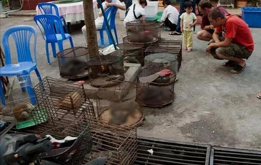 实拍老挝动物市场,老挝珍稀动物交易市场