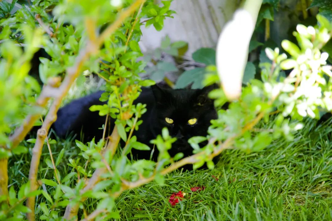 毛森森,观复猫毛森森