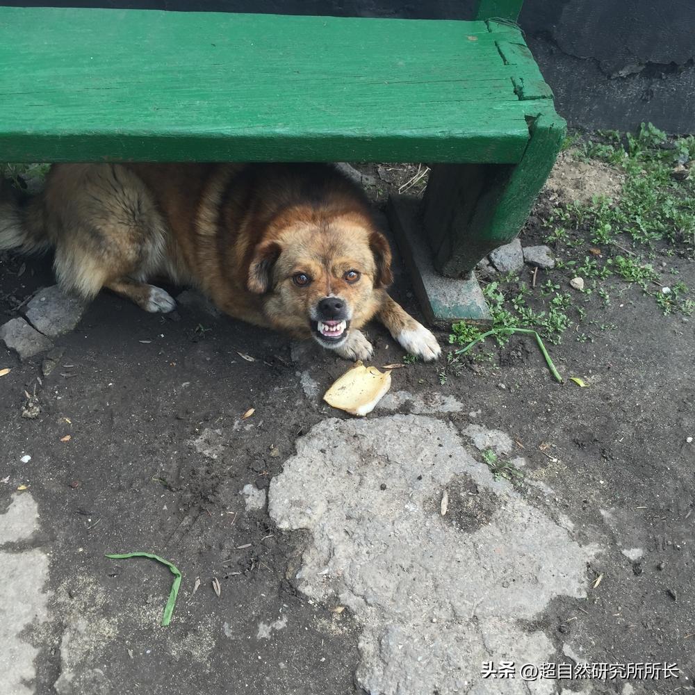 被狗咬了太可怕,被狗咬了才知道疼