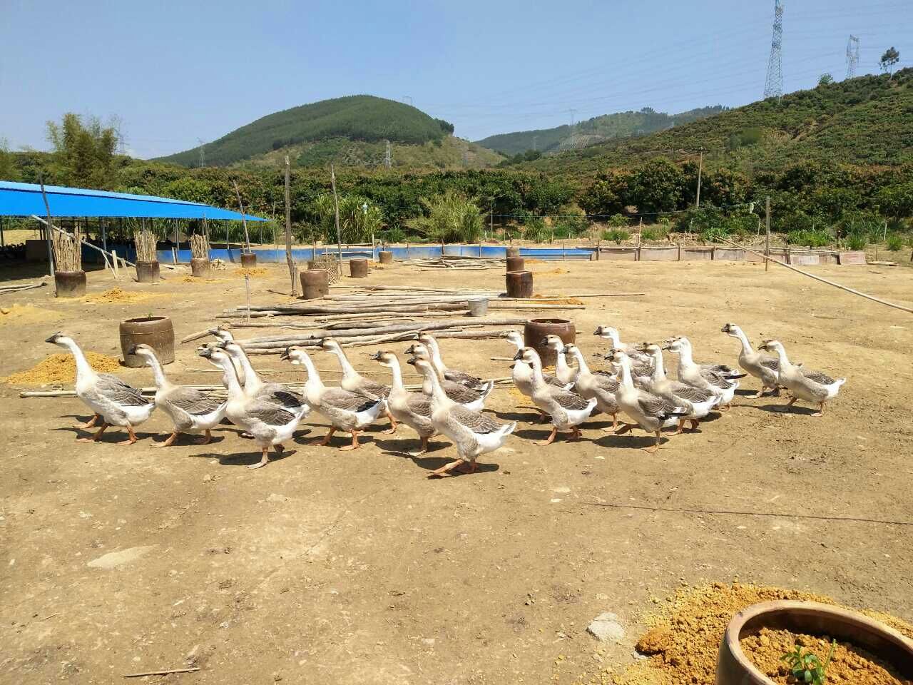 学会这5招养鹅不求人,养鹅怎么喂省钱而且还长的好