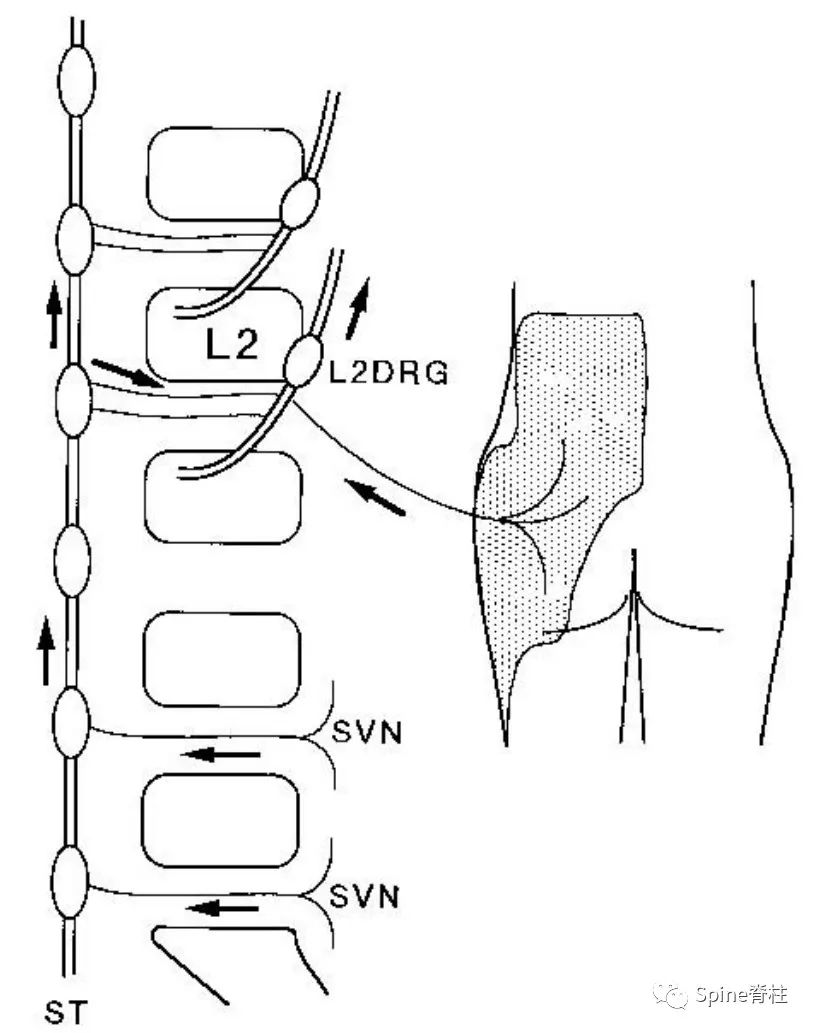 脊柱神经支配疼痛区域,脊柱神经支配的脏腑