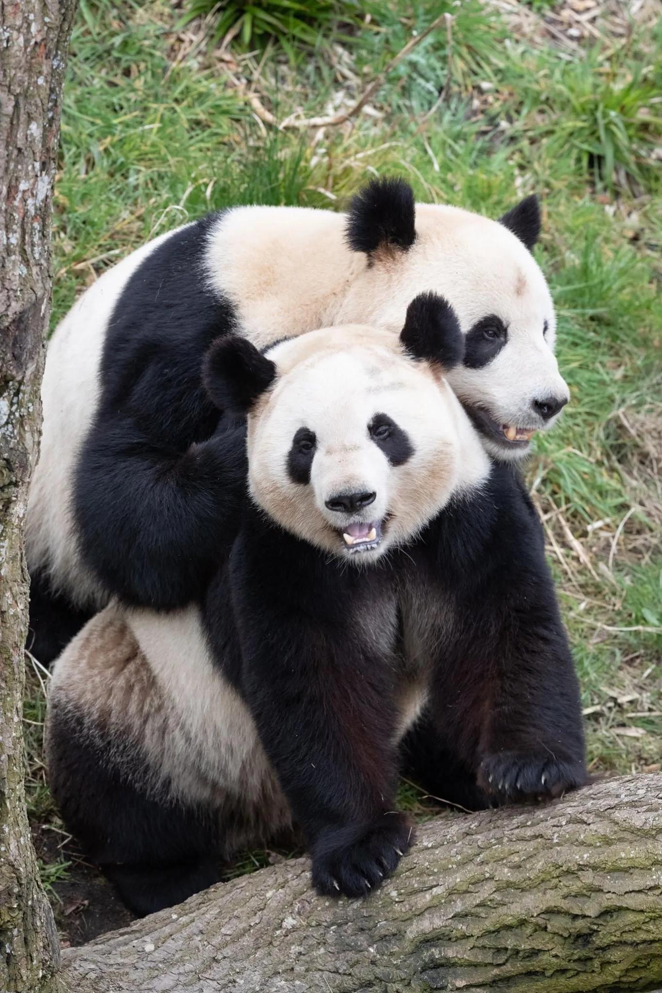 熊猫学习带崽,熊猫能一级带崽么