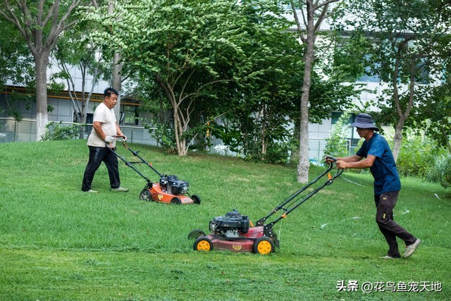 草皮铺设简单,草皮铺设视频教程