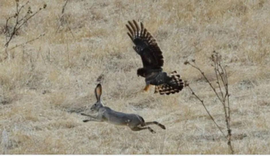 卯兔年，说说我与兔子的那些事