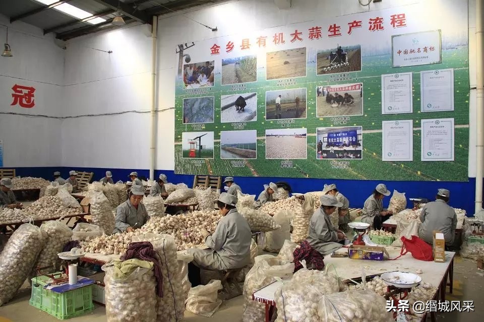 金乡大蒜基地视频,金乡大蒜产业园的经营现状