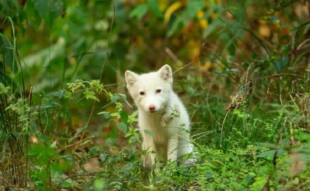 罕见白狐现身杭州！眼神很媚、爱吃火腿不怕人，为何说绝非好事？