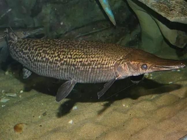 北美怪鱼凶如鳄鱼,巨怪鱼现身