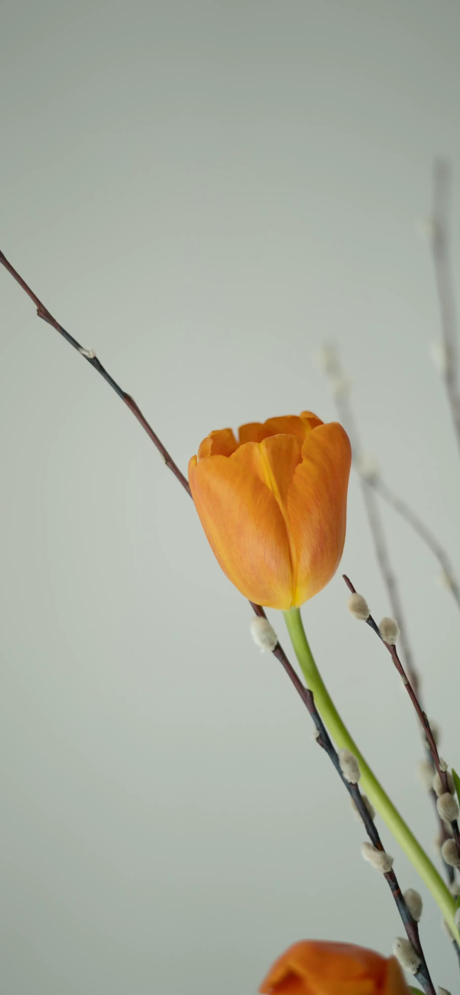 适合夏天的手机壁纸高清,纯颜色高清手机壁纸