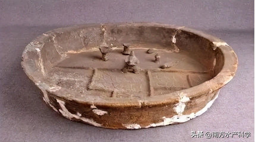 金背鲤｜稻田里的金色宝藏