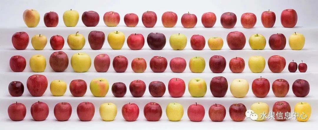 苹果排名第一是哪种苹果,苹果品种好吃排名