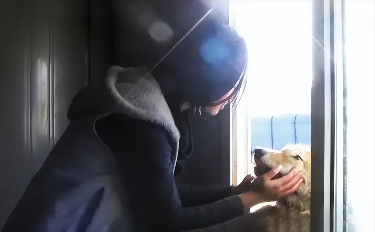 成都画家在草原写生收养狼的故事,成都女青年画家意外收养一只幼狼