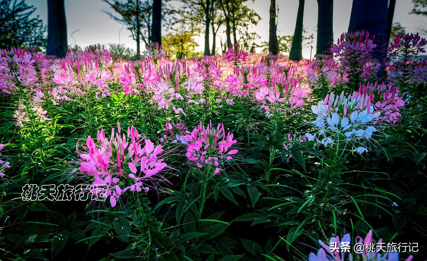 珠海长隆海洋王国五一开门吗,五一珠海哪个地方最好玩呢